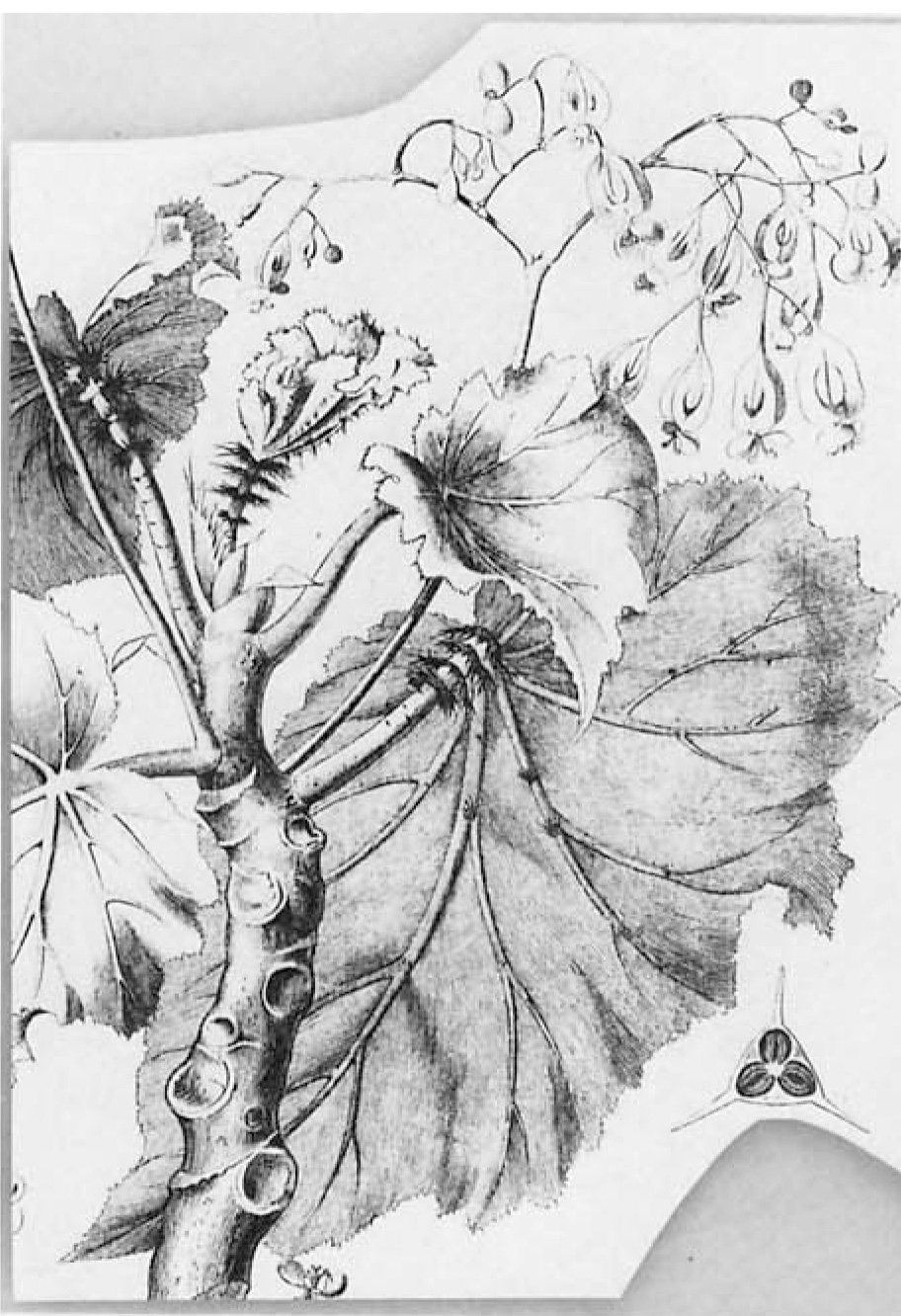 B. phyllomaniaca